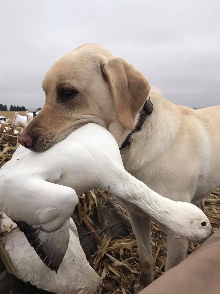 South Dakota Spring Snow Goose Hunting South Dakota Guided Snow Goose