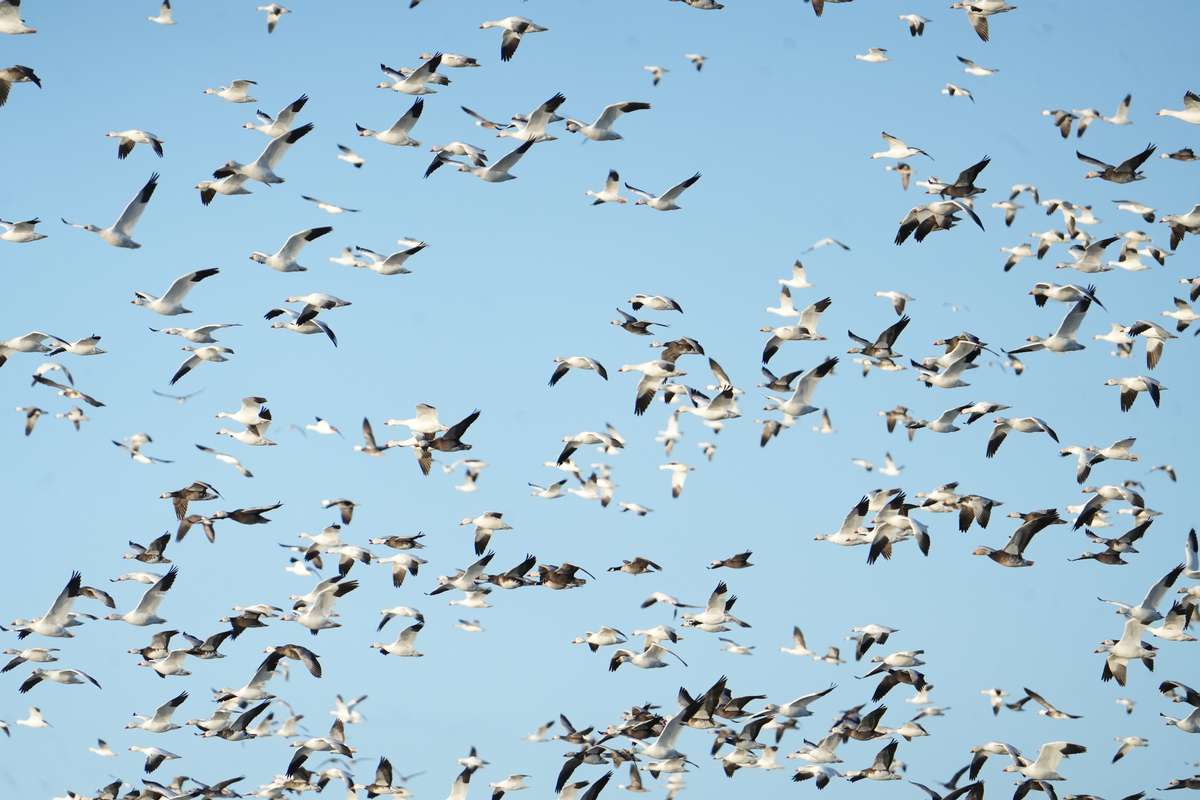 South Dakota Spring Snow Goose Season