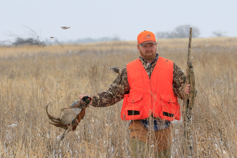 South Dakota Pheasant Hunting South Dakota Guided Pheasant Hunts